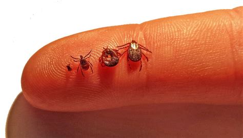 Ticks Of Ohio The Diseases They Carry And What To Do About A Bite