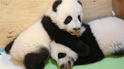 Panda Cubs On The Move Chch
