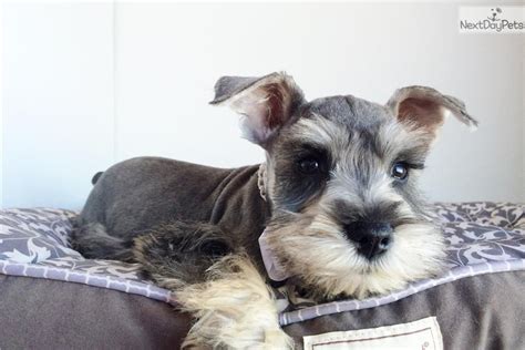 It is brave and fun, making and an excellent companion. Schnauzer, Miniature puppy for sale near San Diego ...