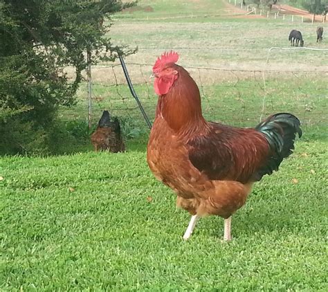 Punch with Judy's Blog: Name my new Rooster!