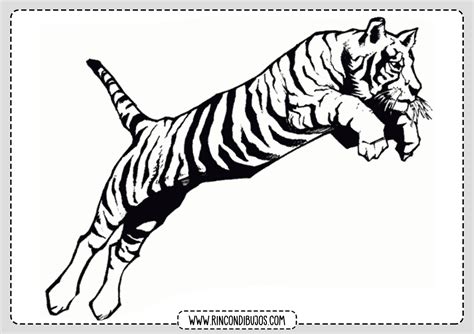 Dibujos Para Colorear De Tigres Plantillas Para Colorear De Tigres