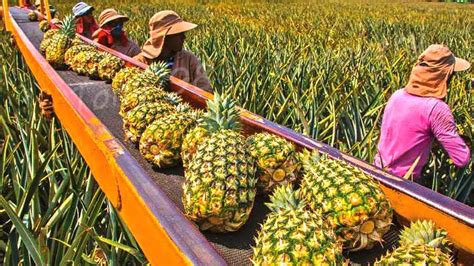 How American Farmers Pick Millions Of Pineapples Pineapple Harvesting