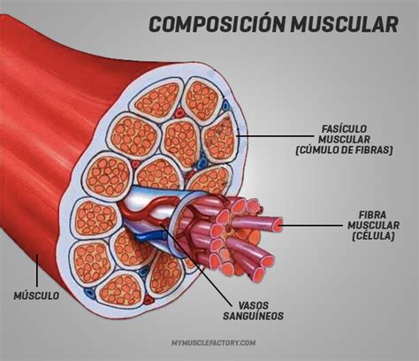 Tipos De Fibras Musculares Tejido Muscular Musculos Del Cuerpo Fibra
