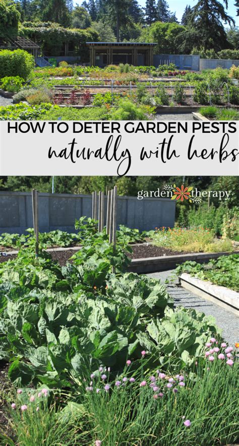 How to get rid of squash bugs. Natural Pest Control - How To Plant Mixed Herbs and Vegetables To Deter Pests - Garden Therapy