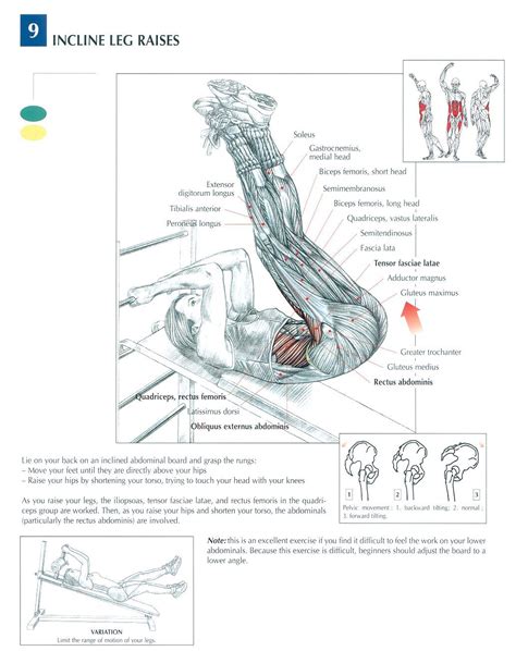 Photos upper back leg muscles diagram anatomy labelled. Pin on Working Out