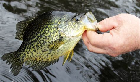 How To Fish For Crappie From The Bank Tactical Huntr