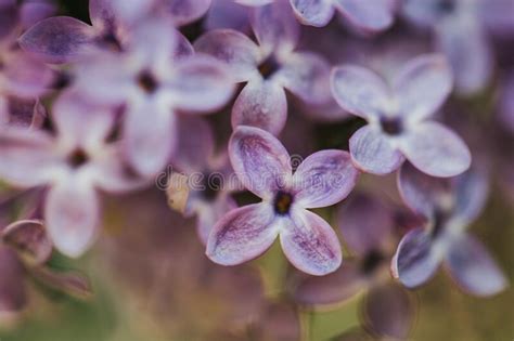 Beautiful Lilac Bloom Nature Background Macro Photography Of Flowers