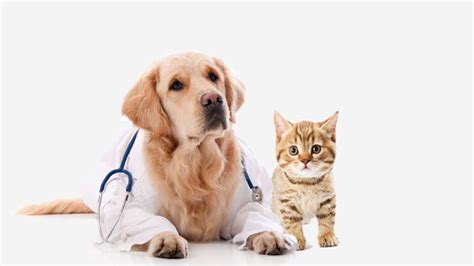 Meridian animal hospital is proud to serve parker, lone tree, highlands ranch, englewood and surrounding co areas. Edureka aims to become a $50 million company in the next 3 ...