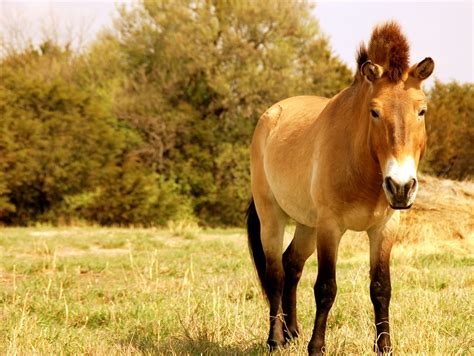 przewalski horse  przewalski horse takh  mongolian flickr