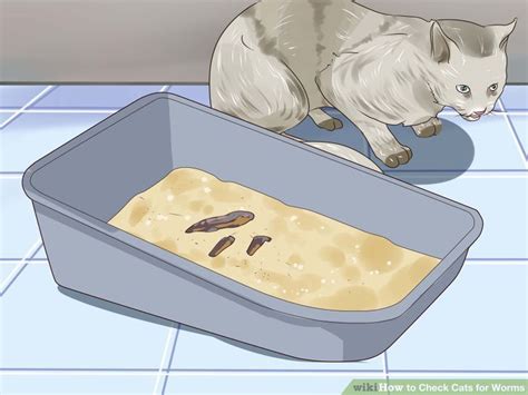 How To Check Cats For Worms 13 Steps With Pictures Wikihow