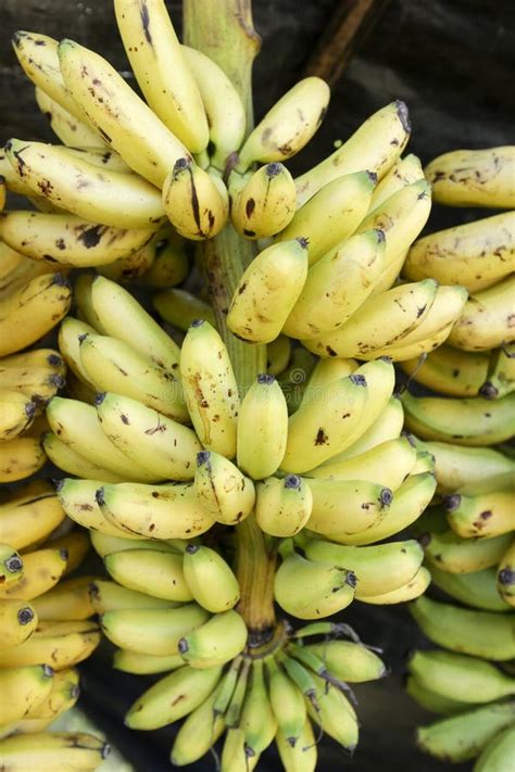 Closeup Of Banana Bunch Stock Photo Image Of Delicious 237954952