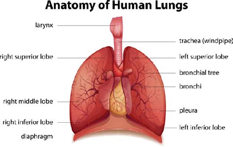 Learn about the anatomy and function of the respiratory system in this article. Mouse Party | Science, Health and Physical Education ...