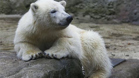 Moscow Zoo Polar Bears Star In Round The Clock Reality Show