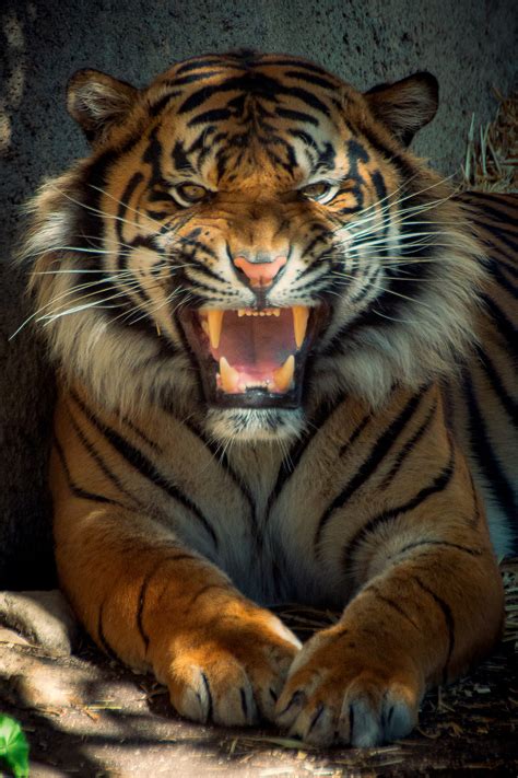 Tiger Showing Teeth Hd Wallpaper Wallpaper Flare