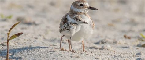 Sharing The Shores What You Can Do To Help Baby Beach Birds Audubon