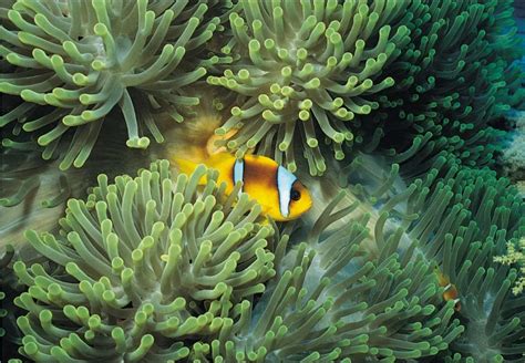 7x5ft Finding Dory Nemo Marlin Under Sea Anemones Sea Weeds Custom