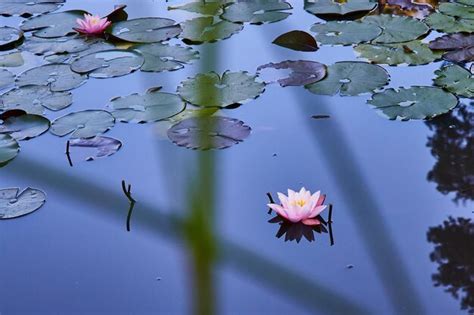 Premium Photo View Of Small Pink Lily Flower Through Grasses On Pond