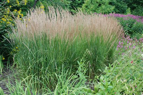 Three Mid Sized Ornamental Grasses For Small Gardens What Grows There Hugh Conlon
