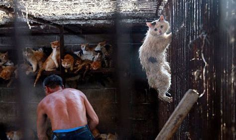 Fleas and mosquitos are more harmful to humans, and they can fling tiny barbed hairs at their target that are harmful enough to irritate humans and kill the false black widow is about the same size as a true black widow, but it doesn't have the red hourglass. Huru the lucky cat seen clinging to cage in Chinese ...