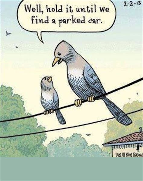 47 Best Bird Watching Jokes Images On Pinterest Funny Stuff Ha Ha