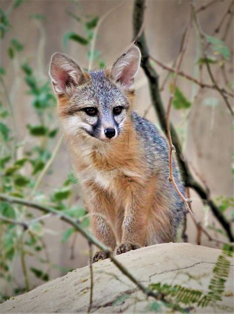 Juvenile Gray Fox By Monkeystyle3000 On Deviantart