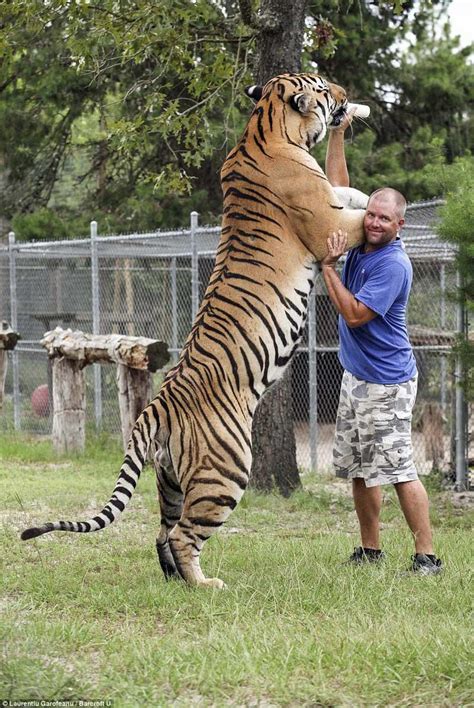 A Siberian Tiger With A Man For Scale Rhumanforscale