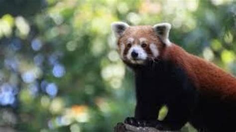 Red Panda Has Actually Two Separate Species Study India Today