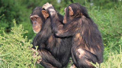 Why Humans And Animals Rely On Social Touch Animals Chimpanzee