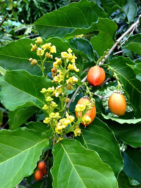 Does cvs sell flowers year round. Tropical Taste of Hawaii: The Peculiar Peanut Butter Fruit ...