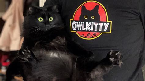 Owl Kitty El Gato Que Se Cuela En Todas Estas Películas Afterwork