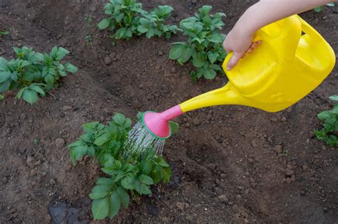 How To Plant Potatoes — Our Guide With Tips That Work