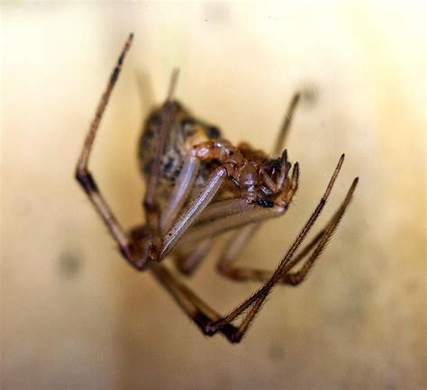 Common American House Spider By Wanderingmogwai On Deviantart