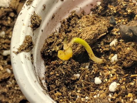 Seedlings producing leaders and leaves. Seedling sprouted shell fell off but no leaves | Grasscity ...