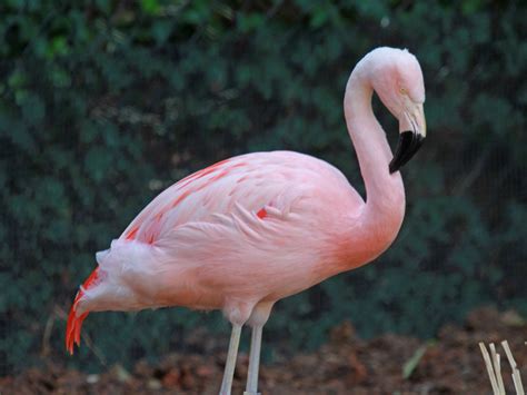 Pink Flamingo Bird Images Galleries With A Bite