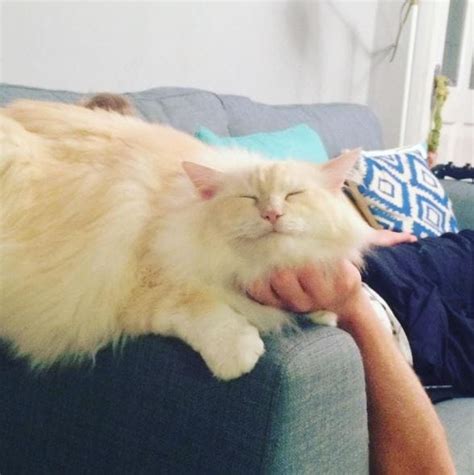 12 Of The Happiest Cats Having A Better Day Than You