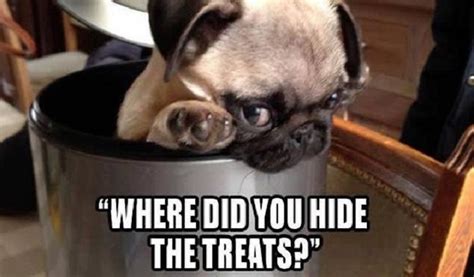 18 Best Pug Memes Of All Time