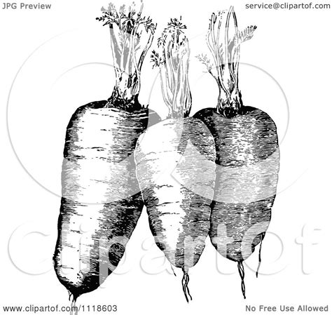 Clipart Of A Retro Vintage Black And White Plump Carrots