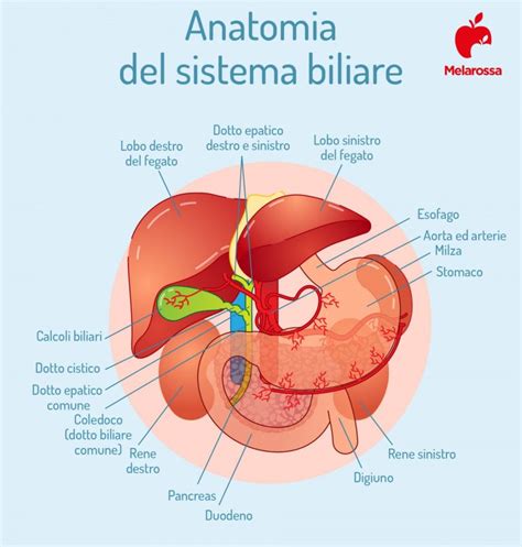 Calcoli Biliari Cosa Sono Sintomi Cause Diagnosi E Cura