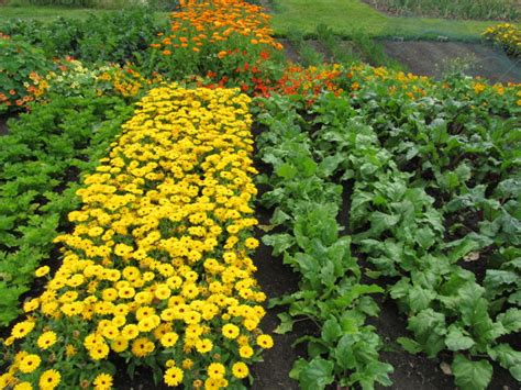 See more ideas about small farm, veggie garden, organic gardening. Design a Small Farm Garden | The Old Farmer's Almanac