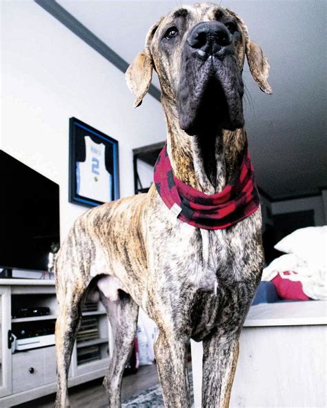 Great Dane Puppies Nc Hoobly
