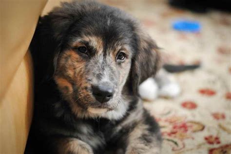 Golden Retriever Bernese Mountain Dog Mix Puppies For Sale Petsidi