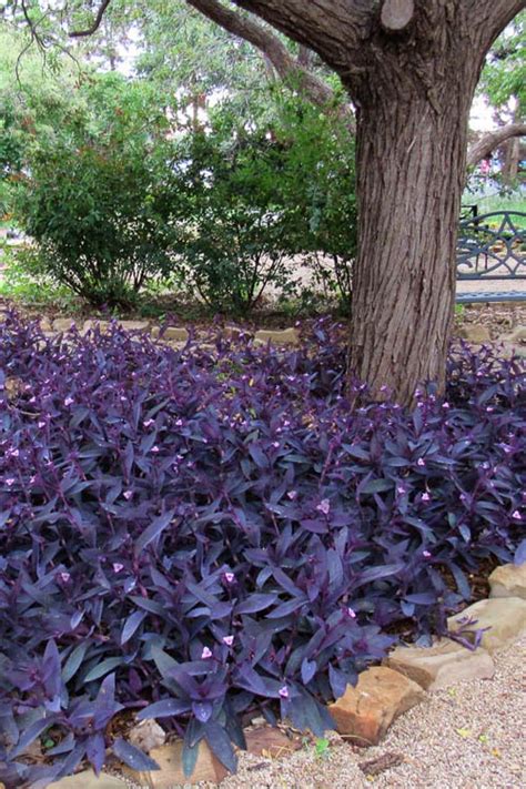 34 Beautiful Landscaping With Purple Plants Ideas
