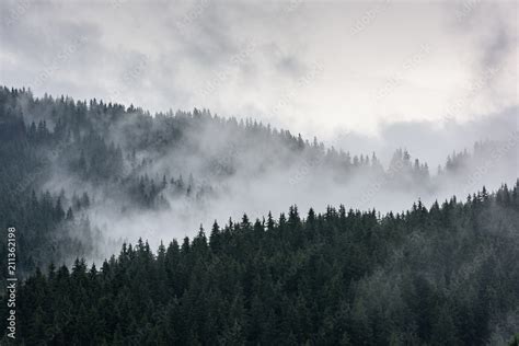 Foggy Pine Forest Dense Pine Forest In Morning Mist Stock Photo