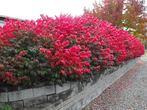 What Are The Best Time And Place To Transplant Burning Bush Gardener