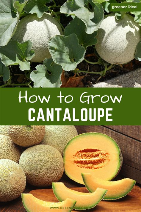 Guide To Growing Cantaloupe Greener Ideal Growing Cantaloupe Food Garden Cantaloupe