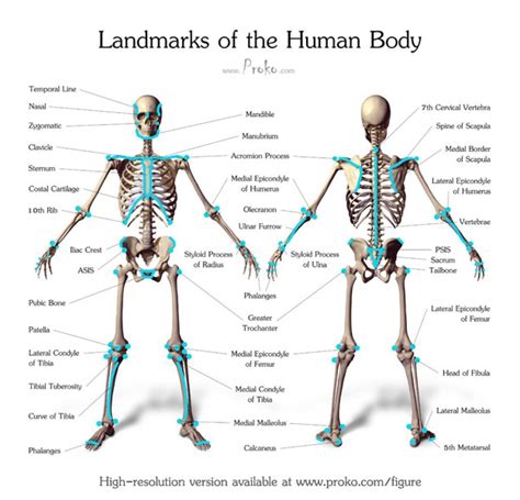 Human Anatomy Human Anatomy Art Human Skeleton Anatomy