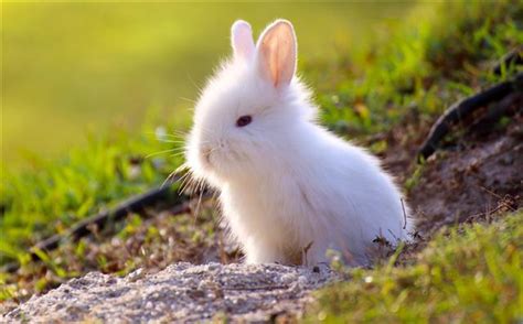 A List Of 199 Cute Bunny Names For Your Fuzzball Pet Ponder