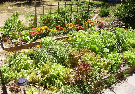 These flowers are colorful additions to landscaping, but they have a distinctive smell that repels mosquitoes and other garden pests, including squash bugs and tomato worms. Plants That Repel Insects in Gardens | Dengarden