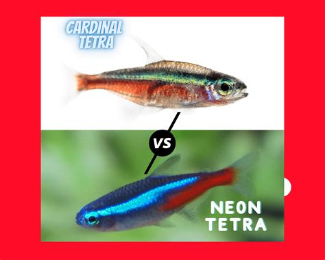 Cardinal Tetra Vs Neon Tetra Which One Is The Crown Jewel Of Your