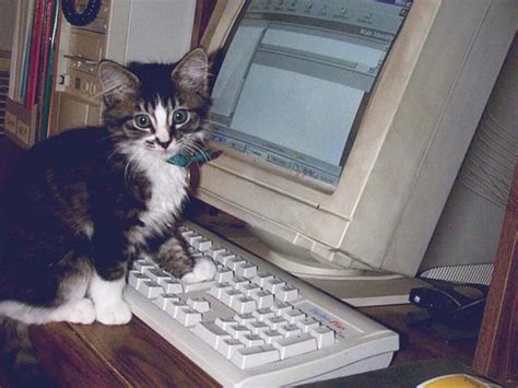 22 Cats Who Have Mastered The Art Of Keyboard Sitting